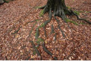 Photo Textures of Roots